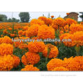 Planting Hybrid F1 Lutein Pigment Orange Marigold Flower seeds Tagetes erecta seeds For Pot Flower Or For Landscape